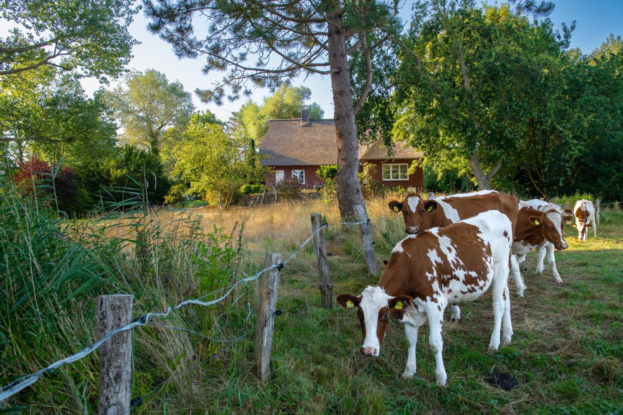 Reetdachhaus Eiderblick Villa Breiholz Екстериор снимка